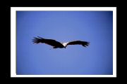 rapaces_ (16).jpg